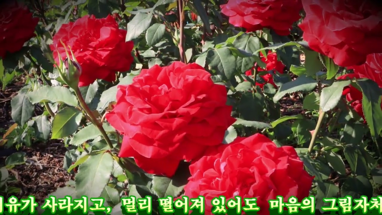 좋은 친구 – 마음을 울리는 글 [법정 스님, 『오두막 편지』 중에서...]