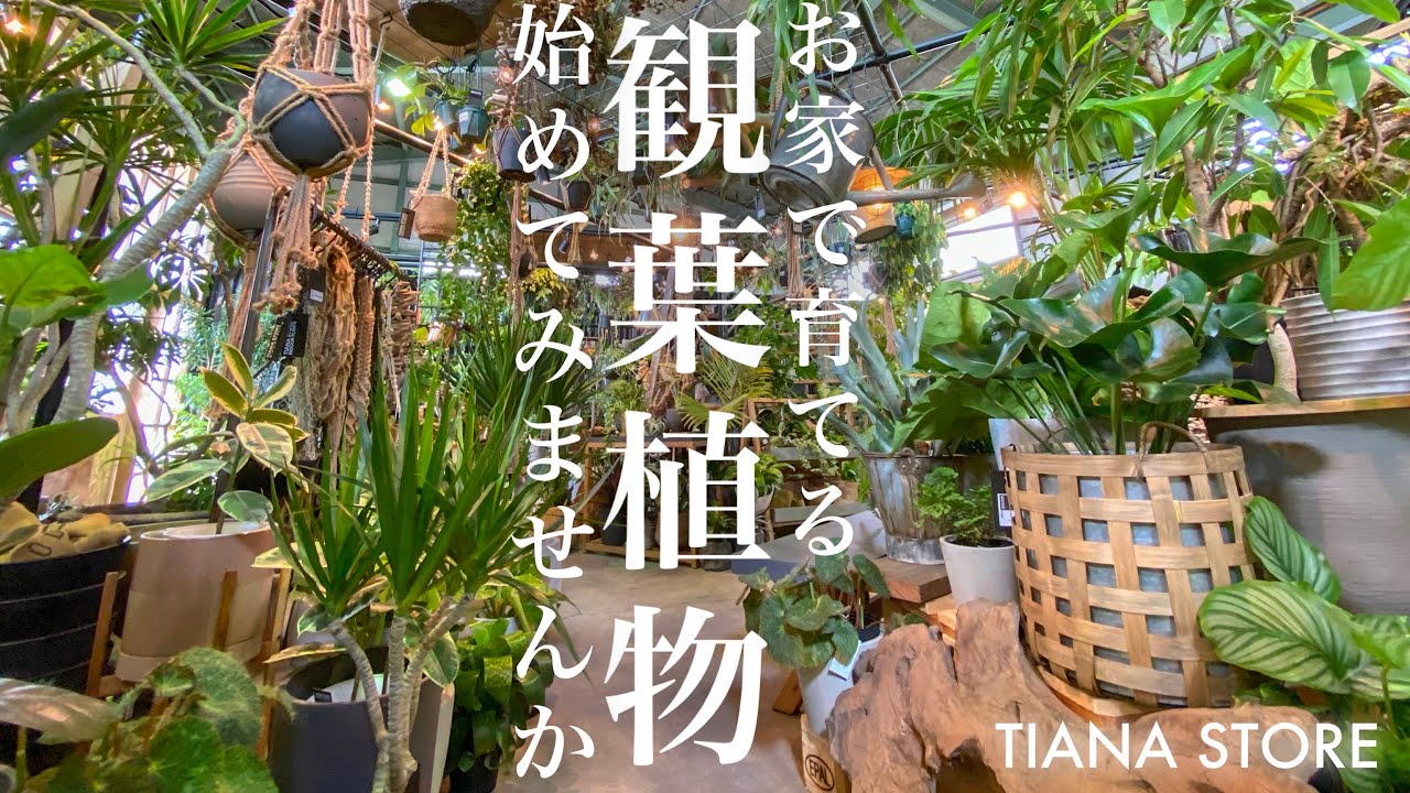 【おすすめ植物屋】倉庫に広がるグリーン空間に酔いしれたお話。【TIANA STORE】