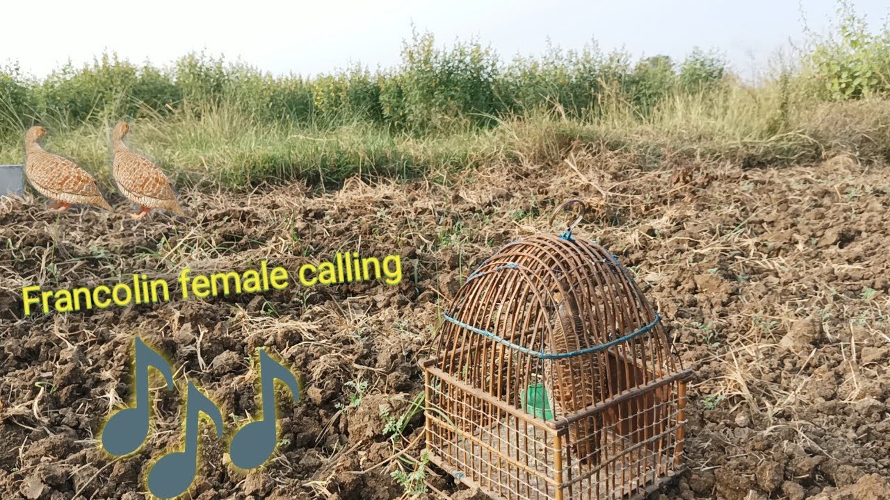 Francolin Female Calling Sound | Mada Teetar Super Sound | तितरिया की आवाज