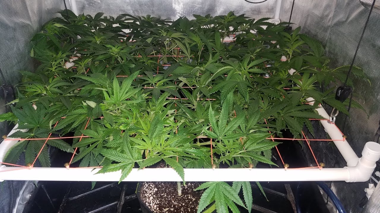 Defoliation For Better Yields & Flip to Flower