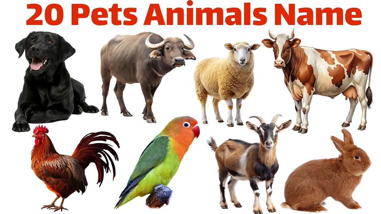 20 Pet and Domestic Animals for Kids | Learn Animals Name in English | Educational Video
