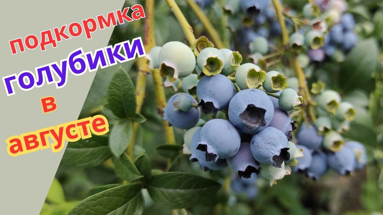 Подкормка голубики для наращивания корневой системы и закладки цветочных почек в августе.