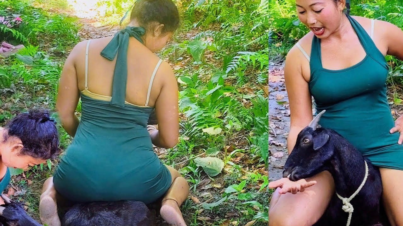 Goat Sitting Down| Very Interesting goat Sitting 😍👌