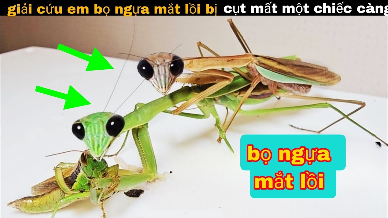 Giải cứu Em Bọ Ngựa Mắt Lồi Vị Bị Đứt Một Chiếc Càng || review giải trí