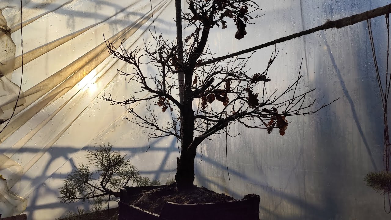 Bonsai z Dębu! 🤩 Yamadori 🤗