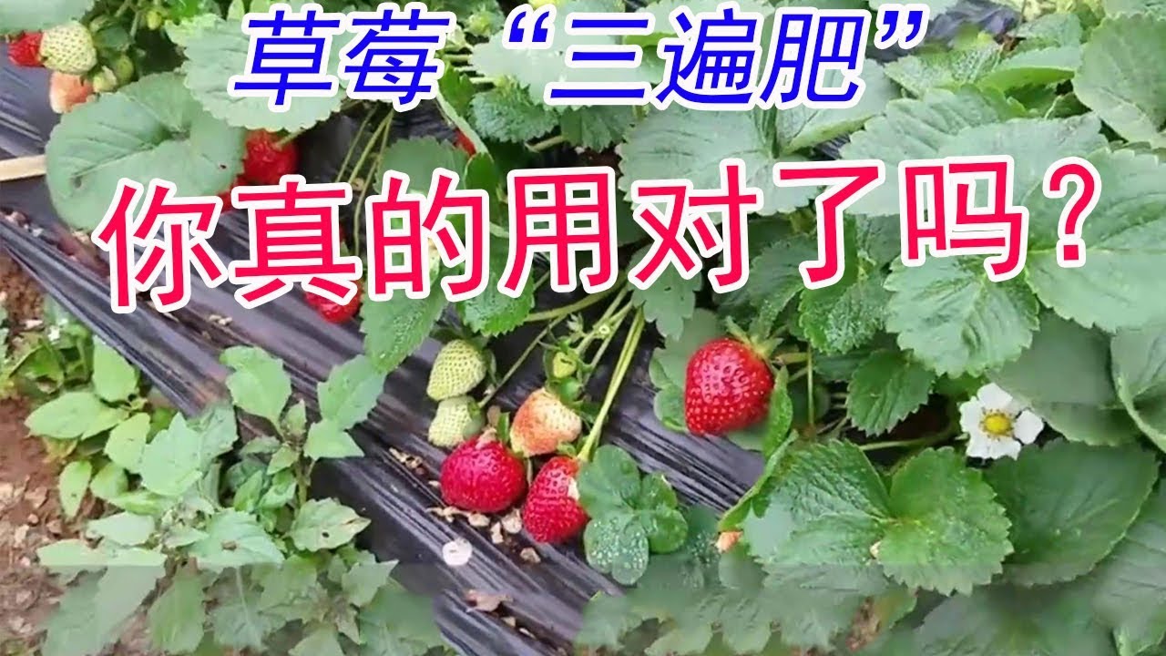 草莓“三遍肥”你真的用对了吗？跟着高手一起做，个大好吃结满棚【付老师种植技术团队】
