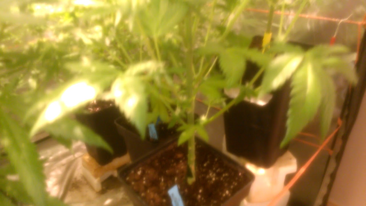 Cultivo interior patrocinado por Thgrow.com testeo lec philips 315w y kaya solutions