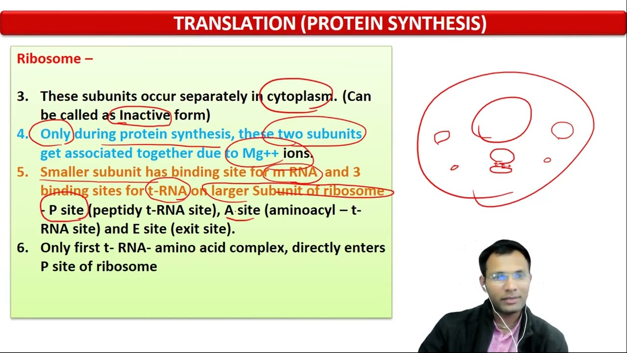 15. Translation - Explanation