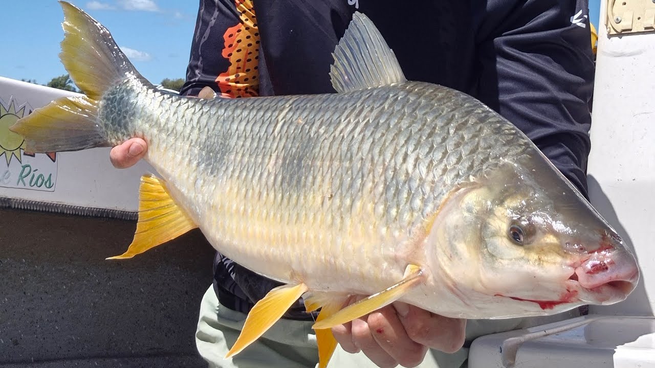BOGAS XXXL EN Colon E.R  2026. #bogas  #bait  #baitcasting  #riouruguay  #colonentrerios 