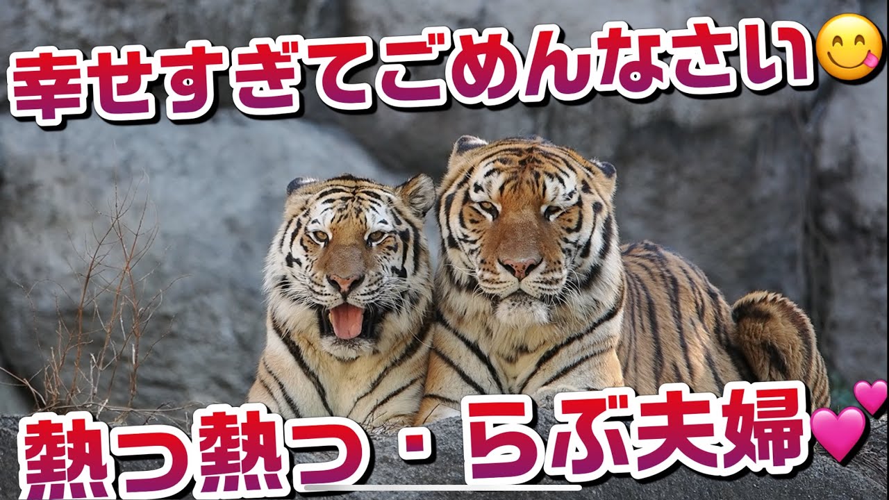 熱っ熱っらぶ夫婦💕【幸せすぎてごめんなさい😋】 #浜松市動物園  #はまzoo #のんほいパーク #ソーン #ローラ #旭山動物園 #桐生が岡動物園 #安佐動物園 #アムールトラ