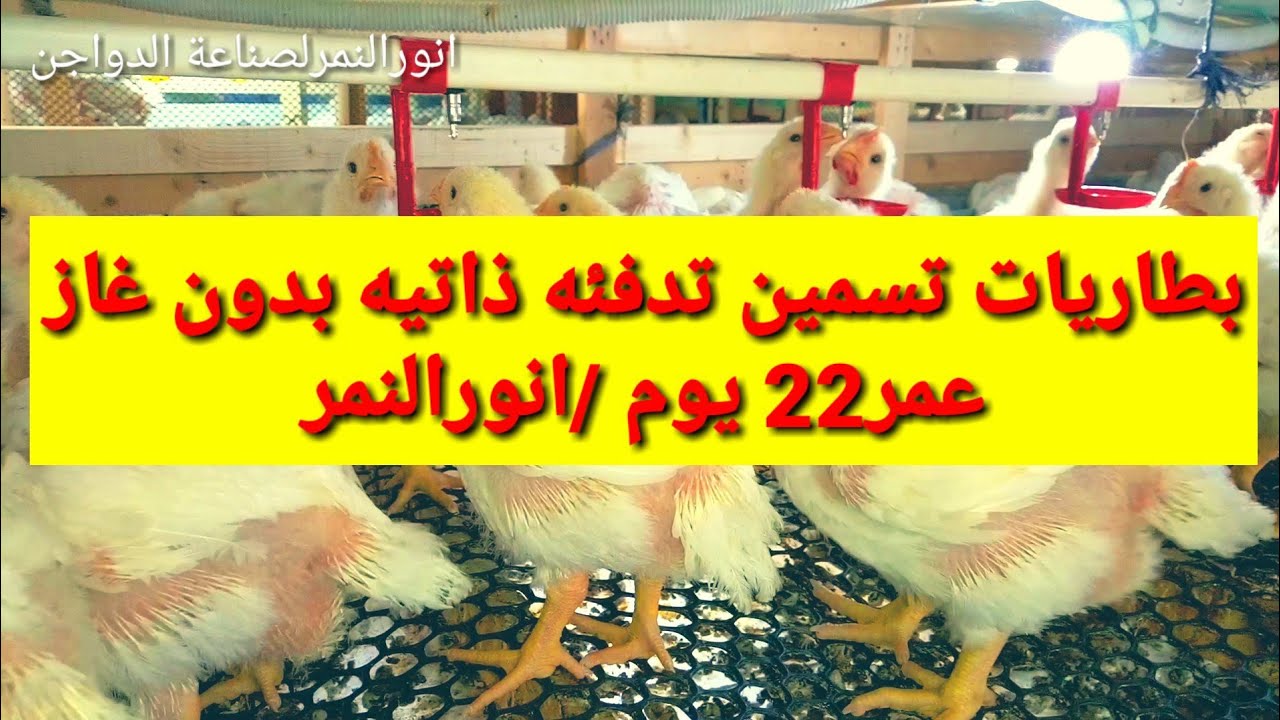 بطاريات تسمين تدفئه ذاتيه
(عمر22يوم) بدون غاز/انورالنمر