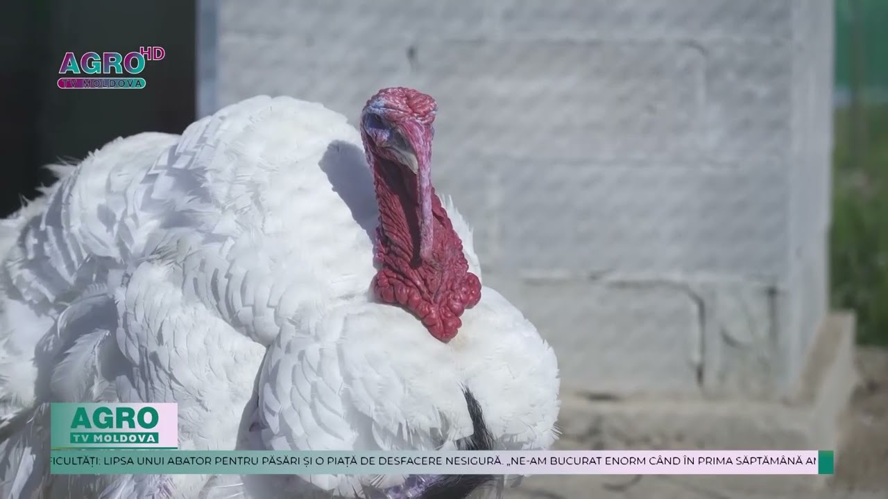 PRIMA FERMĂ DE CURCANI