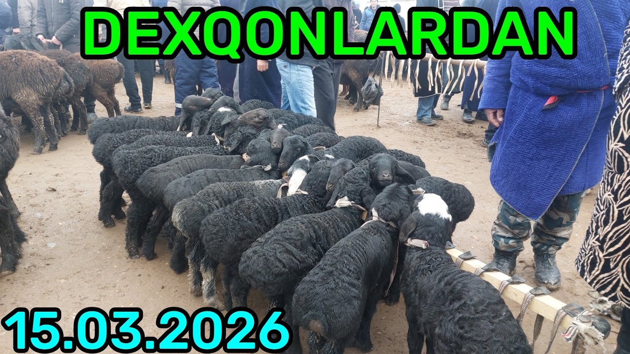 15.03.2026 QUY QUZI QUCHQOR ECHKI NARXLARI DEXQONLARDAN QARSHI KARVON MOL BOZORIDA 