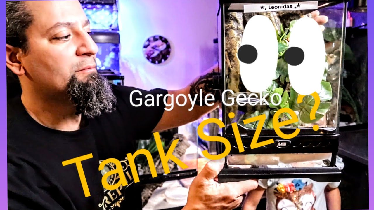Gargoyle Gecko, Tank Size?