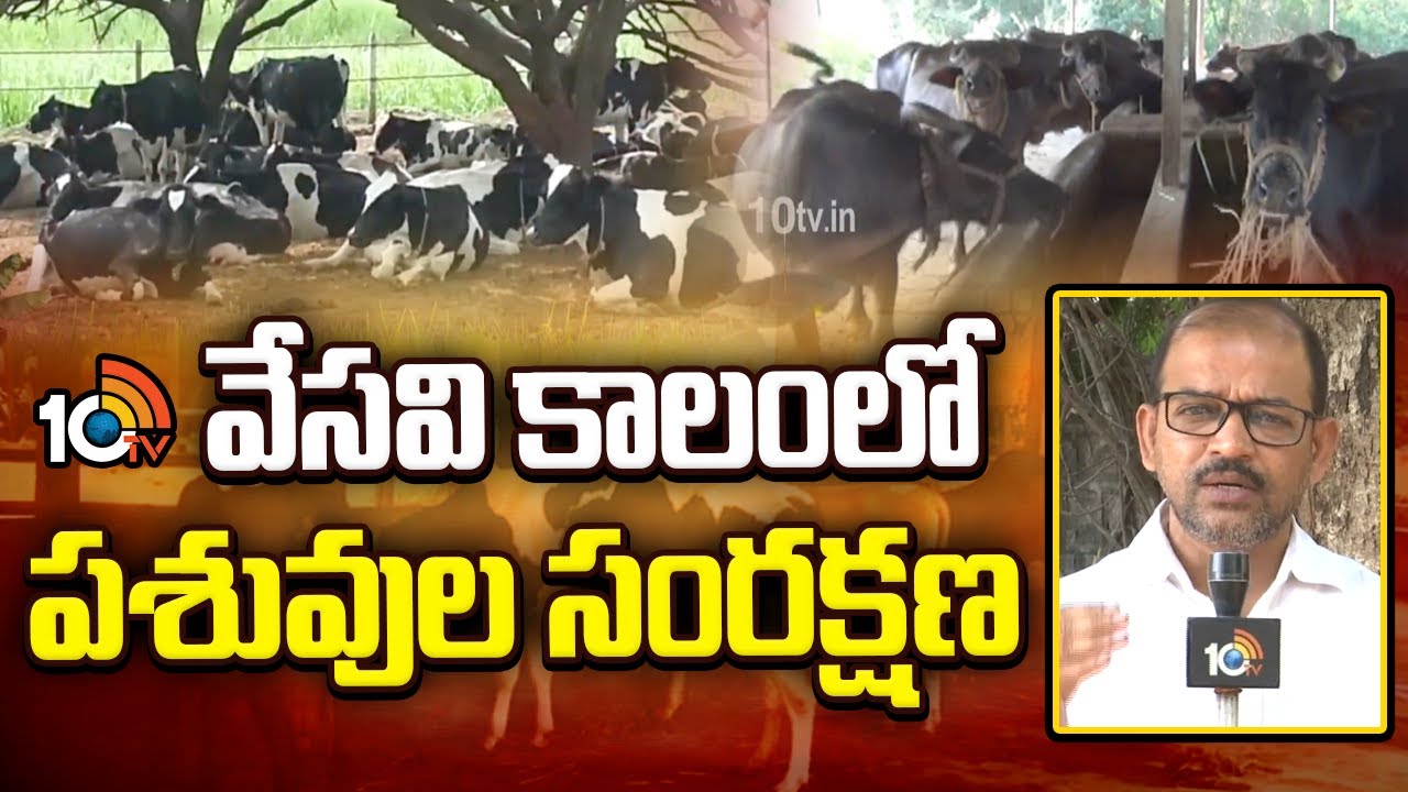 Cattle Care in Summer : Tips and Precautions | వేసవి కాలంలో పశువుల సంరక్షణ | Matti Manishi | 10TV