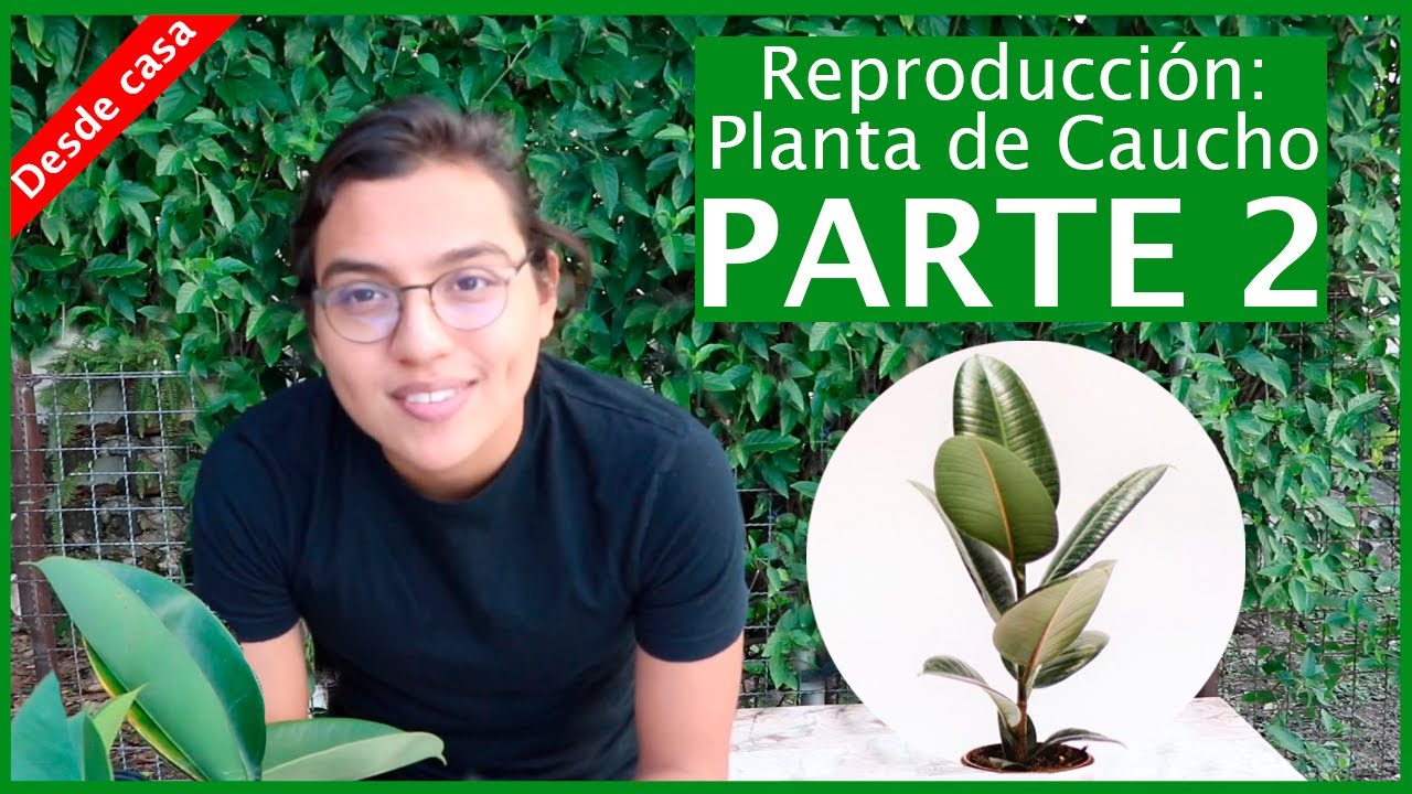 Reproducir Planta de Caucho: PARTE 2 + Consejos