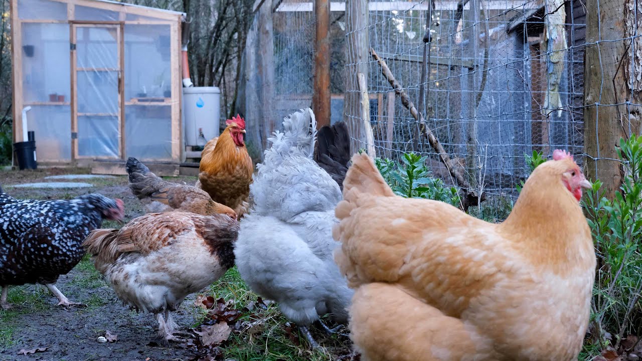 Backyard Chickens | Chicken TV  [DogTV, Background, Nature Sounds]