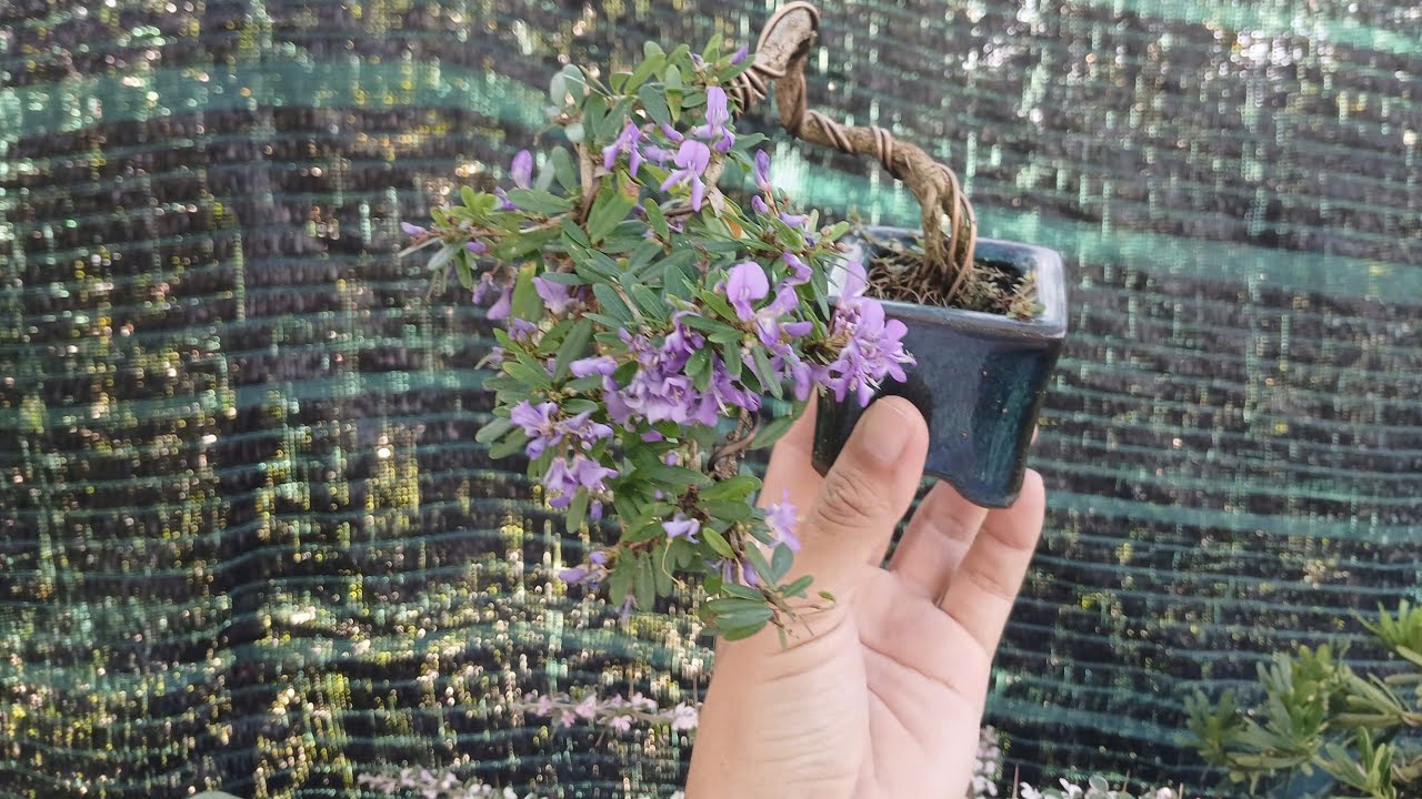 0934229986 BONSAI MINI
