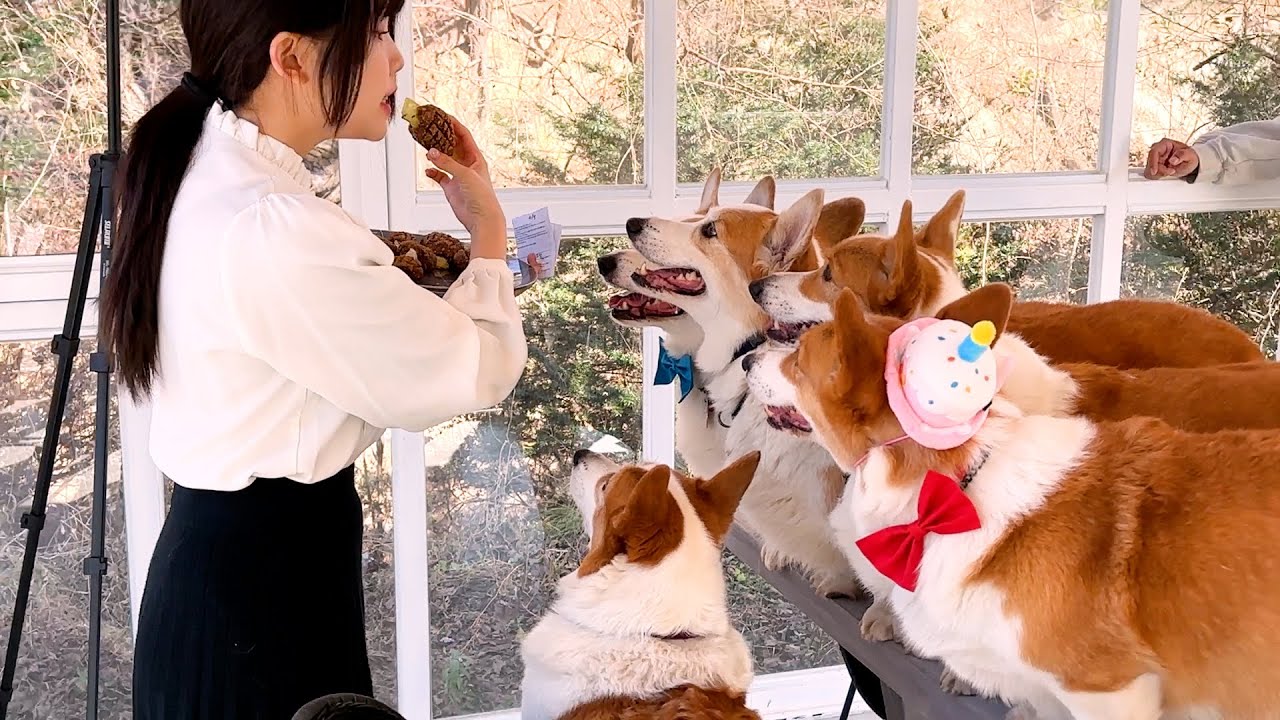 국내 최초 단체 멍🐶오마카세 (w.우정잉)