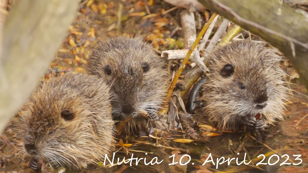 Nutrias, Tierkinder am Bach