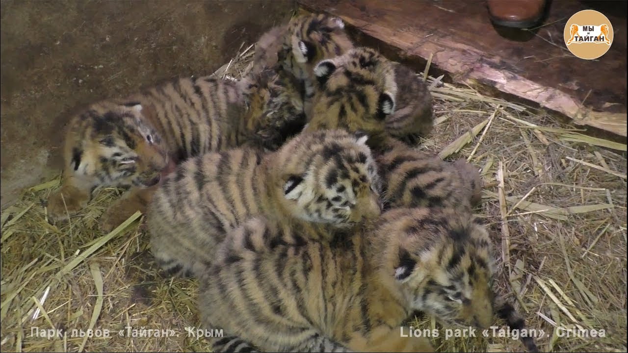 Тигриный рекорд! 6 тигрят у одной тигрицы! Тайган | Tiger record! 6 cubs of one tigress! Taigan