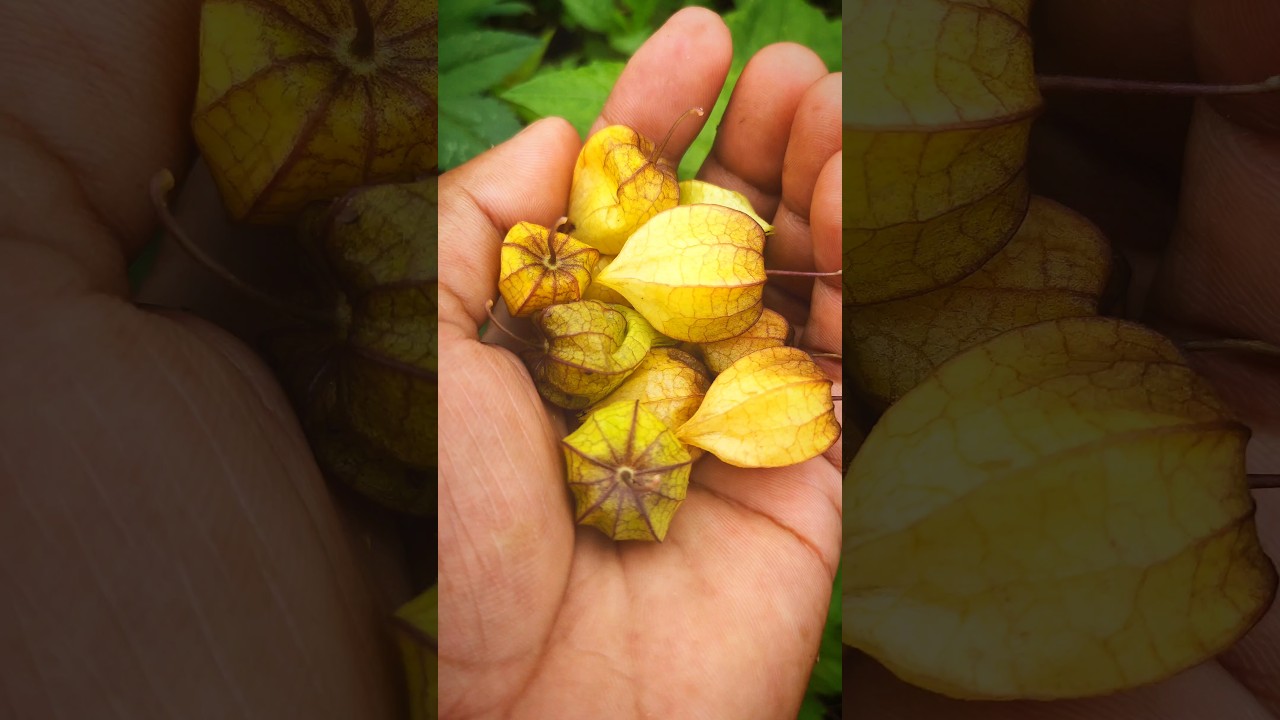 Physalis Fruit How To Eat | Golden Berry 🟡 #shorts #eating  #physalis
