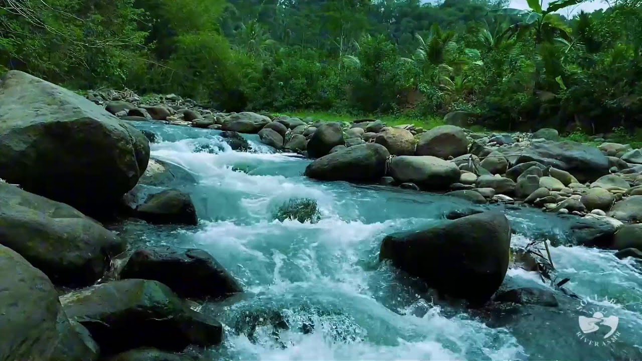 River Sounds for Sleeping. Soothing Forest Stream Ambience for Sleep and Meditation #river 1