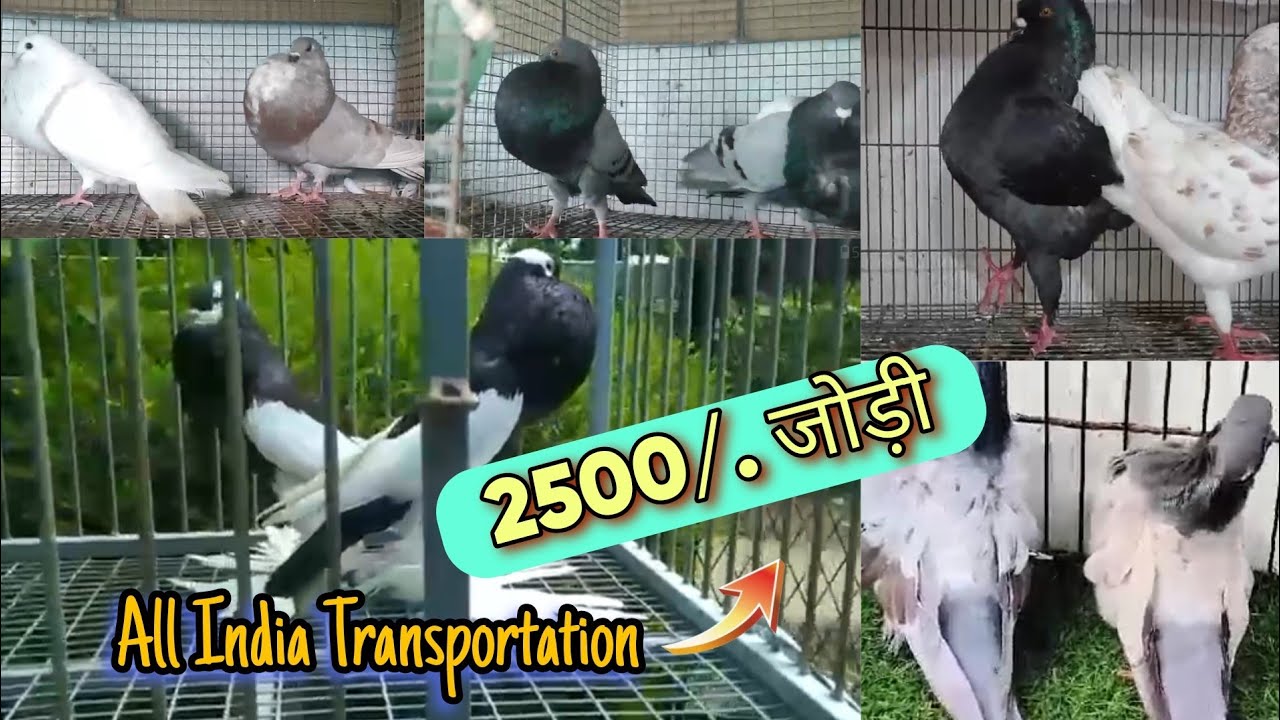 Cheapest price farm in India - Gaditano pouter pigeon - magpie pouter pigeon - Spanish careera-pets
