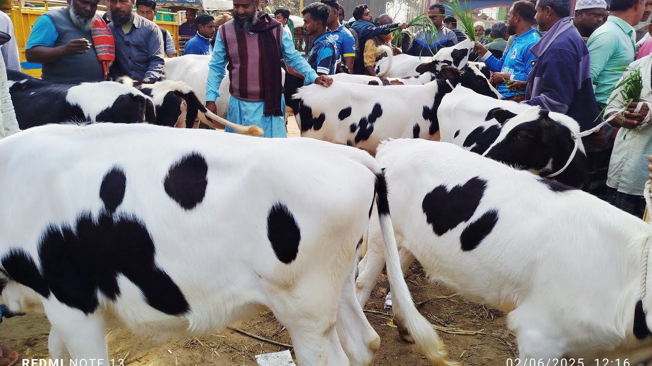 ১১ জানুয়ারি রবিবার সিরাজগঞ্জ তালগাছি পশুর হাটে উন্নত জাতের বকনার বাজার দেখুন। 