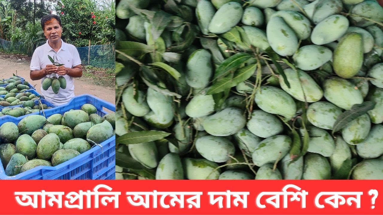 যে কারণে সাপাহারের আম্রপালি আমের দাম বেশি ।। Reason of High Price Amrupali Mango