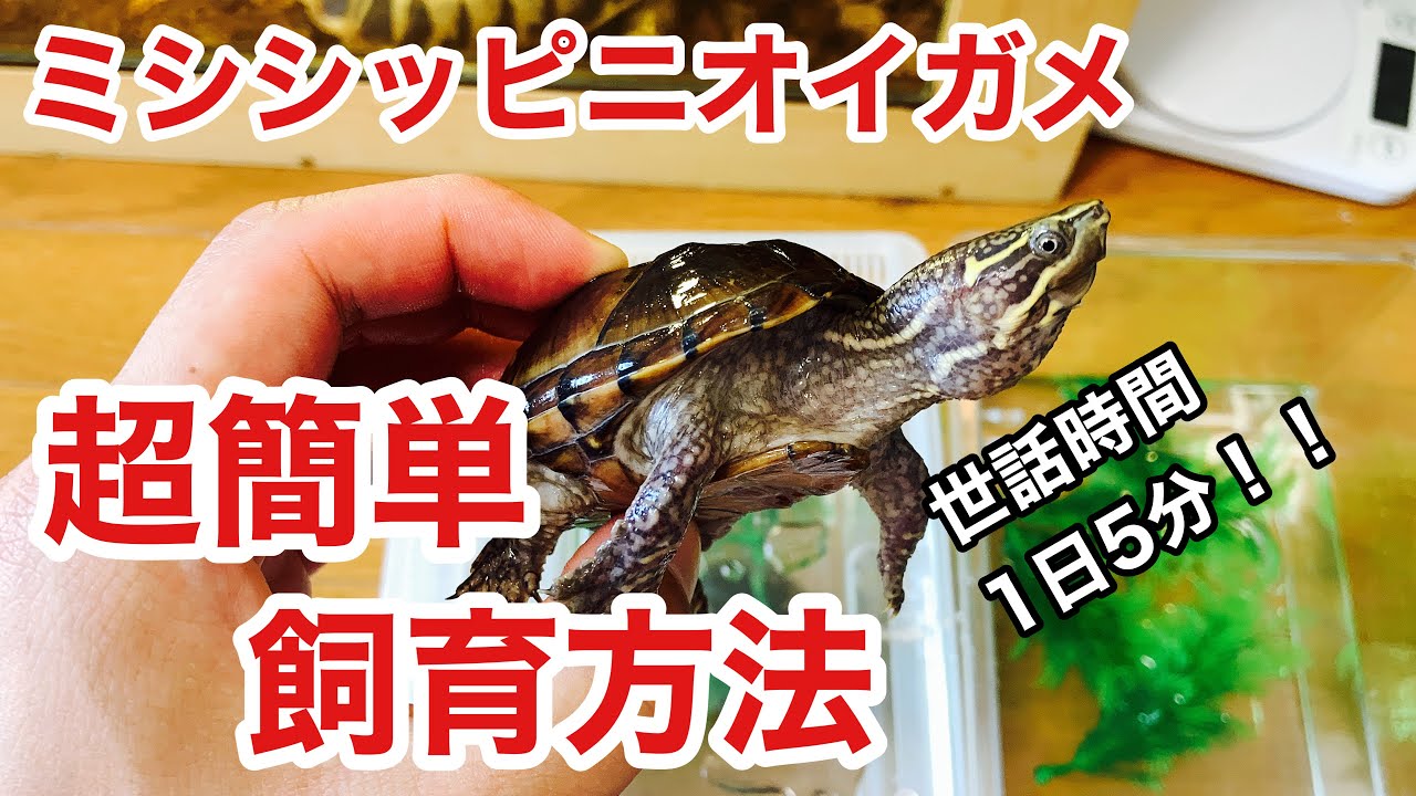 水綺麗！時短！メンテ楽！忙しい人のためのミシニ飼育方法！