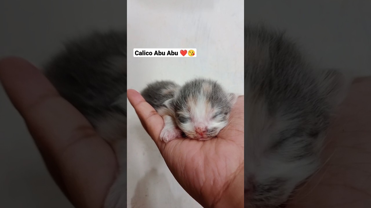 PENAMPAKAN⁉️BAYI KUCING CALICO SILVER LANGKA