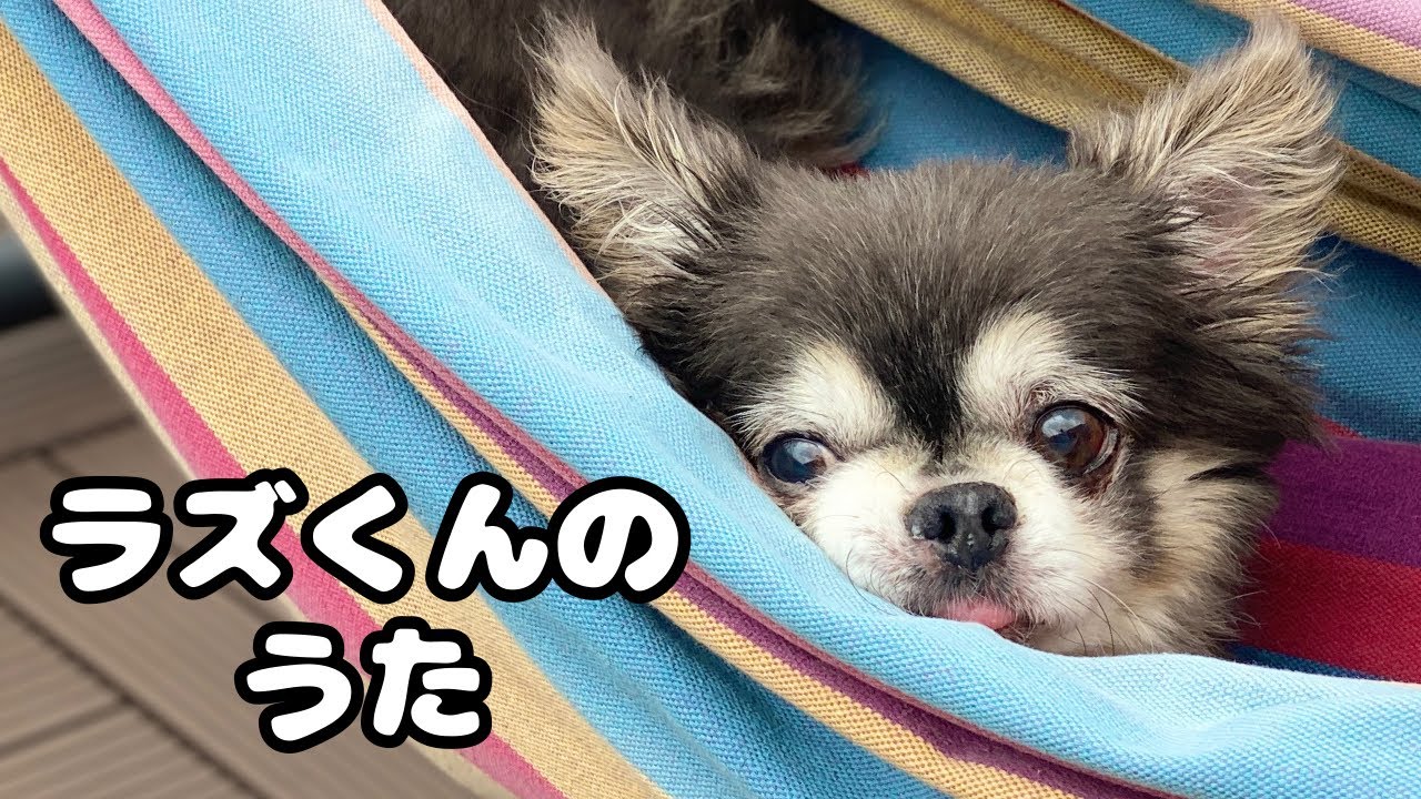 ラズくんのうた～わんこのおじさん、ラズおじさん～