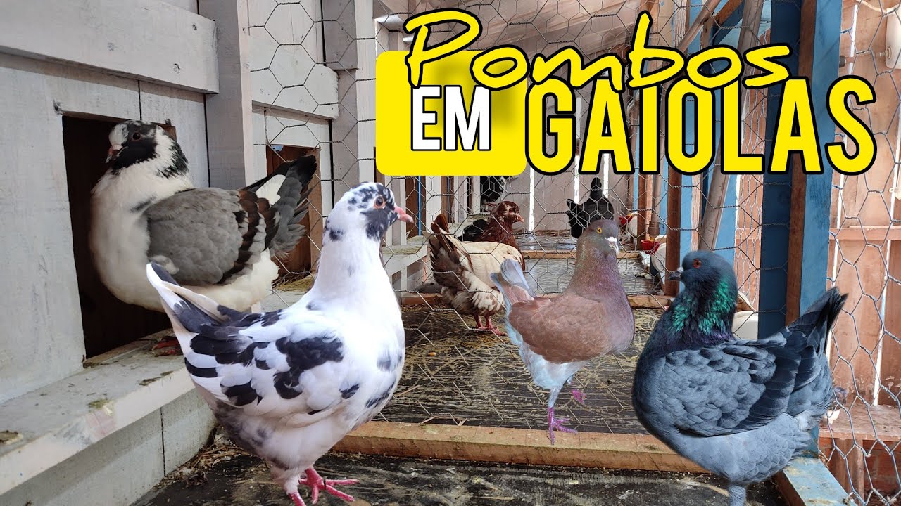 Primeiras Impressões Nova Fase Na Criação Em Gaiolas Pombos King Pigeons King 