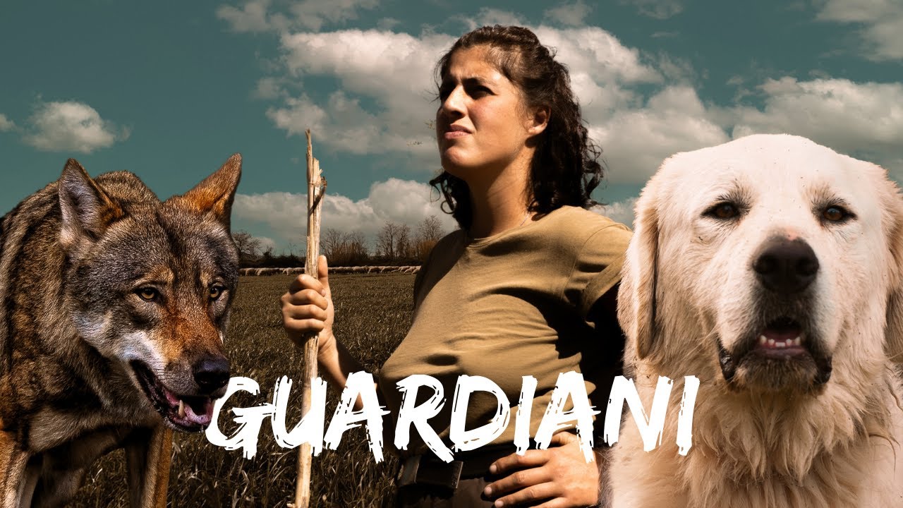 GUARDIANI DEL GREGGE: La sfida millenaria tra uomo e predatori