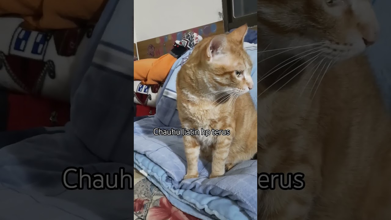 Ada apa Dengan Chauhu