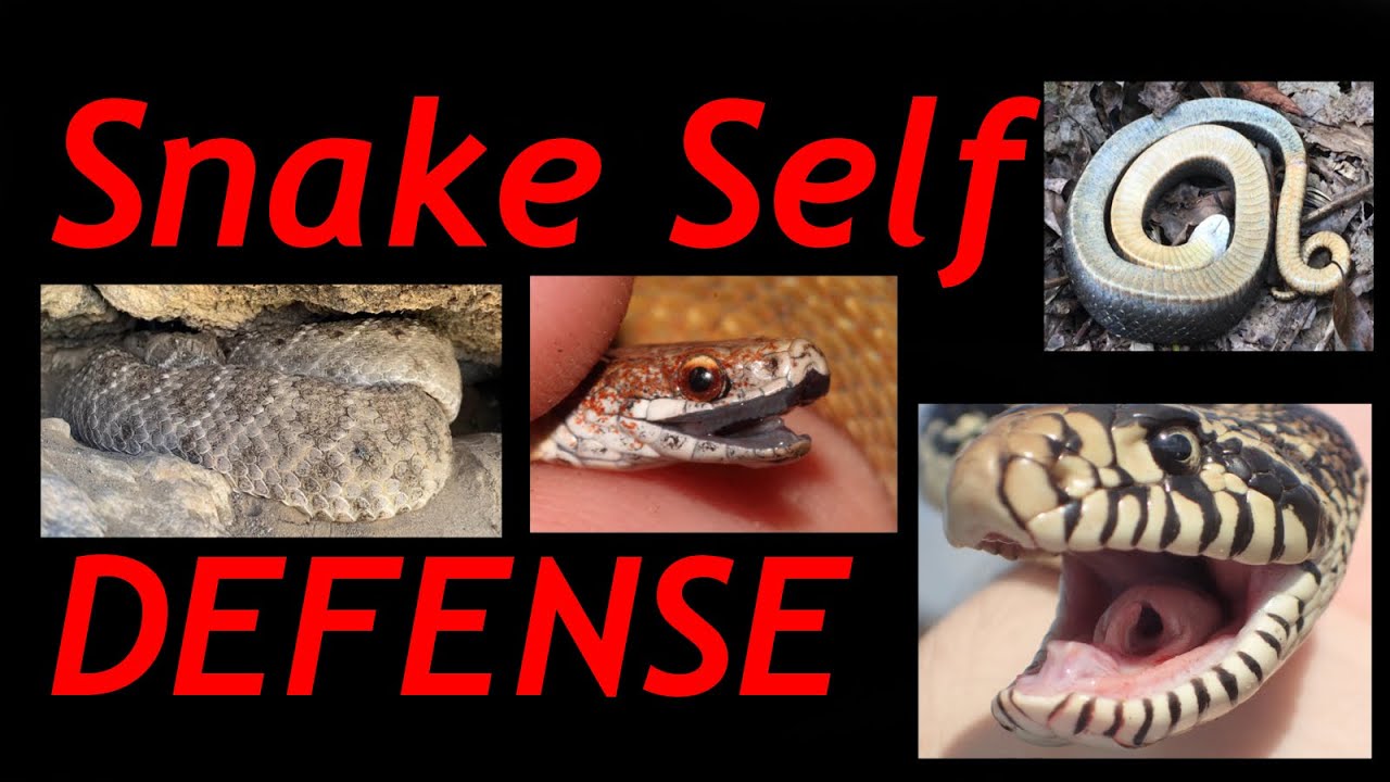 6 Ways Snakes Defend Themselves-World Snake Day 2020