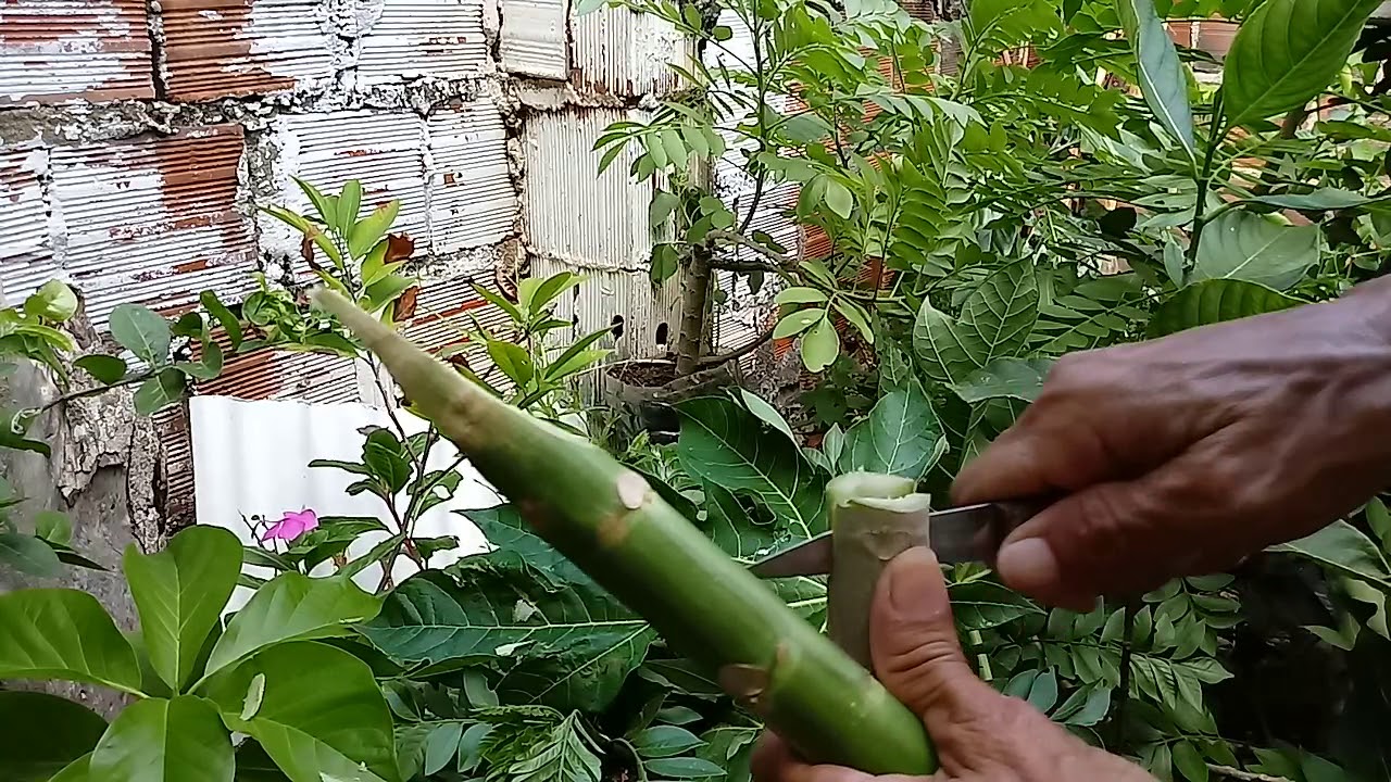 Enxertia de mamão