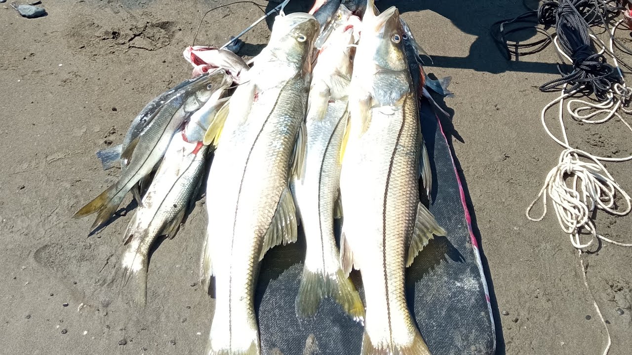 pesca submarina de robalos , chucumites,pargos y sargos en el golfo de México