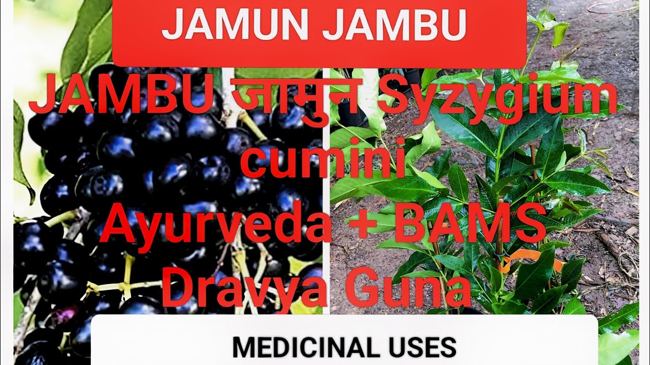 #Jambu #जामुन #Syzygiumcumini Ayurvedic Properties,Uses |BAMS Dravyaguna One Video Complete Revision