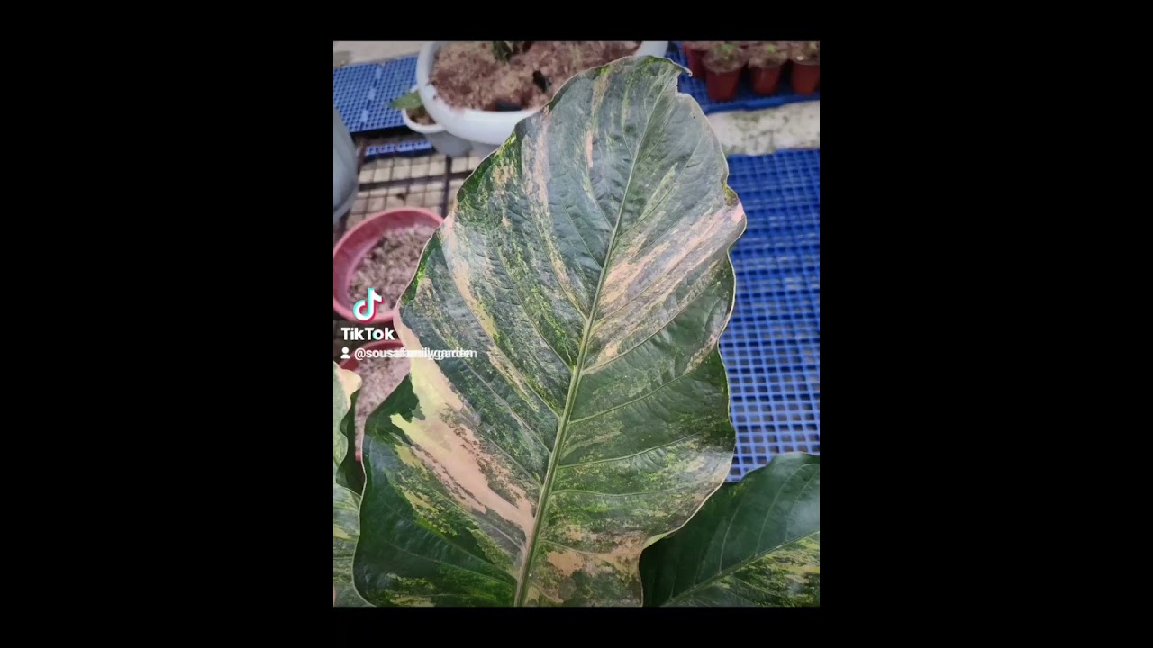 Variegated anthurium, assorted foliage plant care, most beautiful indoor plants 