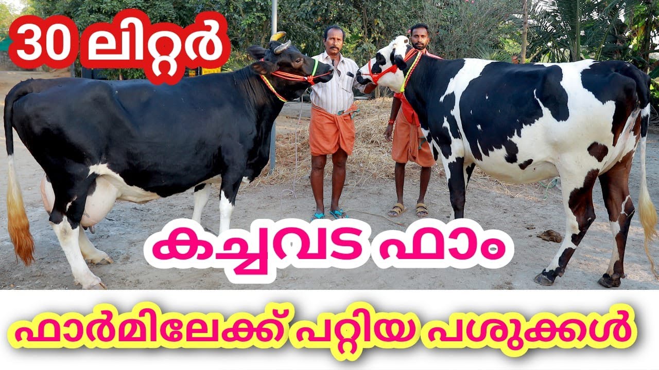30 ലിറ്റർ പാൽ തരുന്ന പശുക്കൾ ഇറക്കി #farmhouse #dairyfarming