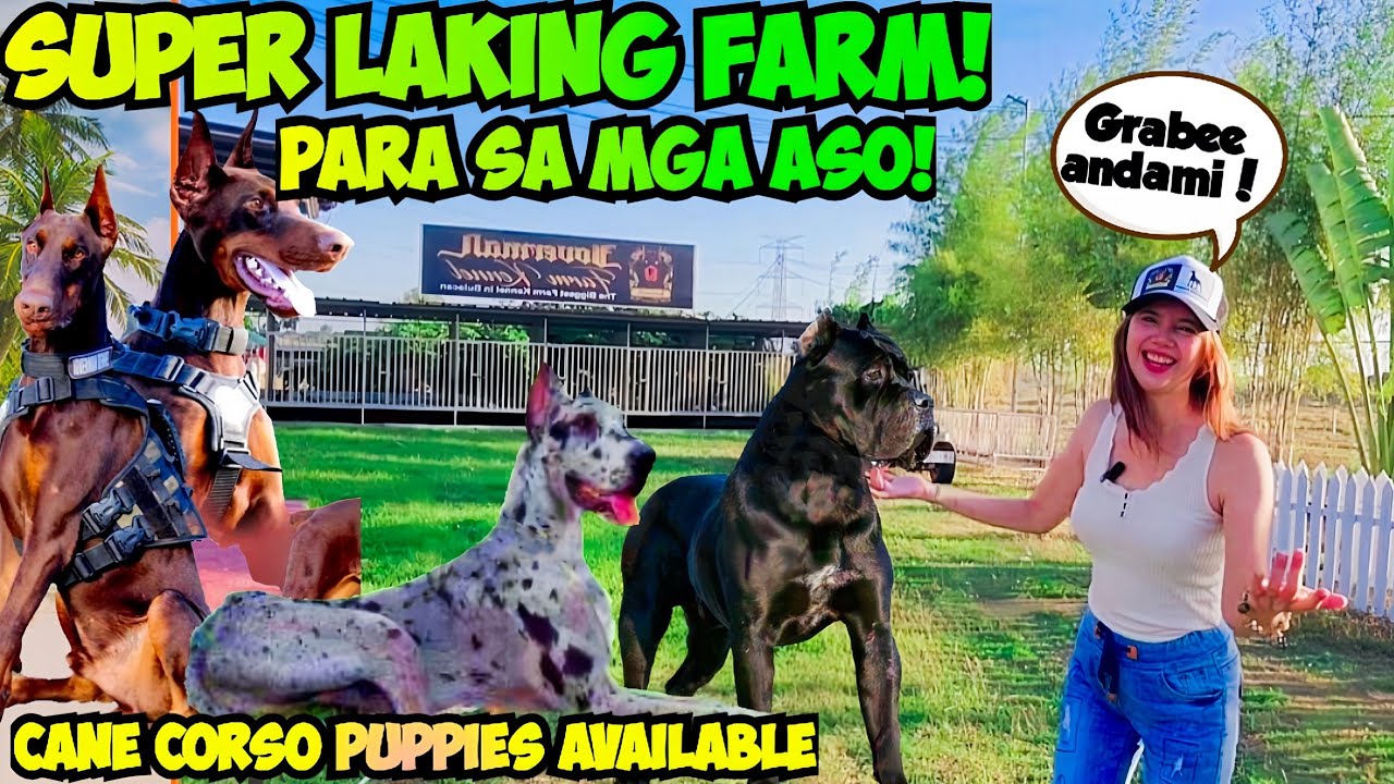 NAKAKALULA ANG LAKI NG KENNEL NA ITO! PUNONG PUNO NG MGA ASTIG  NA ASO!