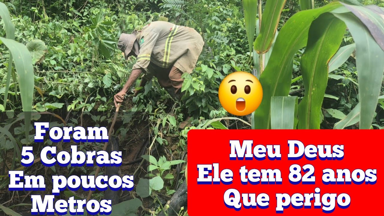 LOCAL muito PERIGOSO senhor de idade faz plantação em meio as COBRAS 