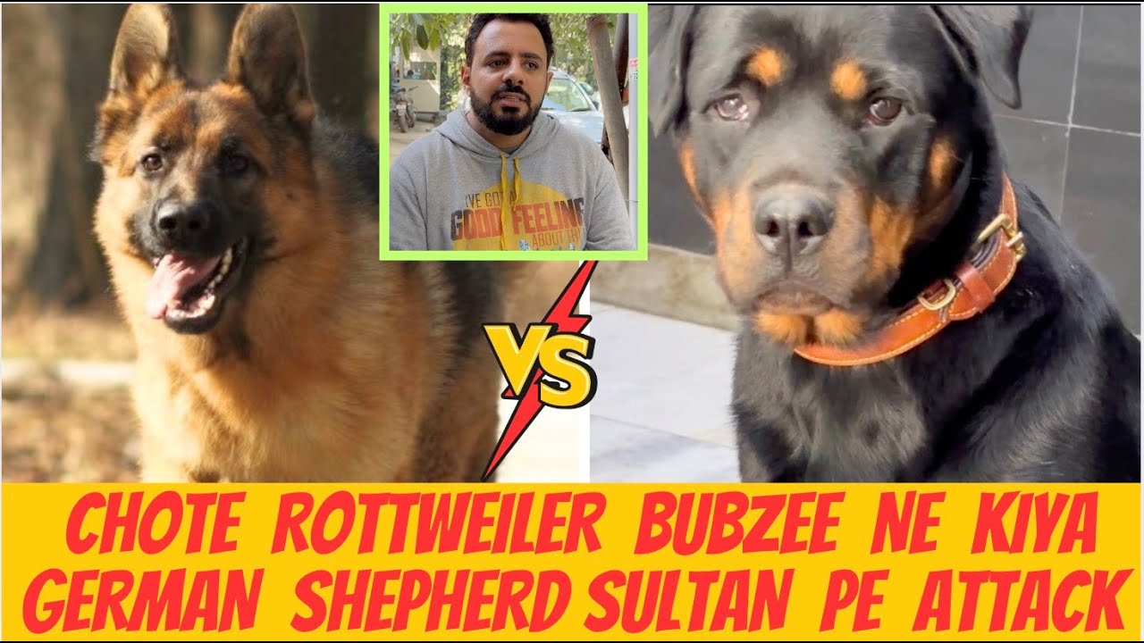 Chote Rottweiler Bubzee Ne Kiya Khul Ke German Shepherd Sultaan Pe Attack !!!