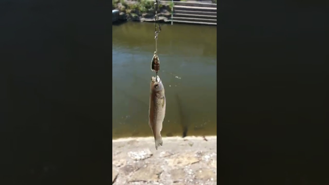 mini chub cuill&egrave;re  lol