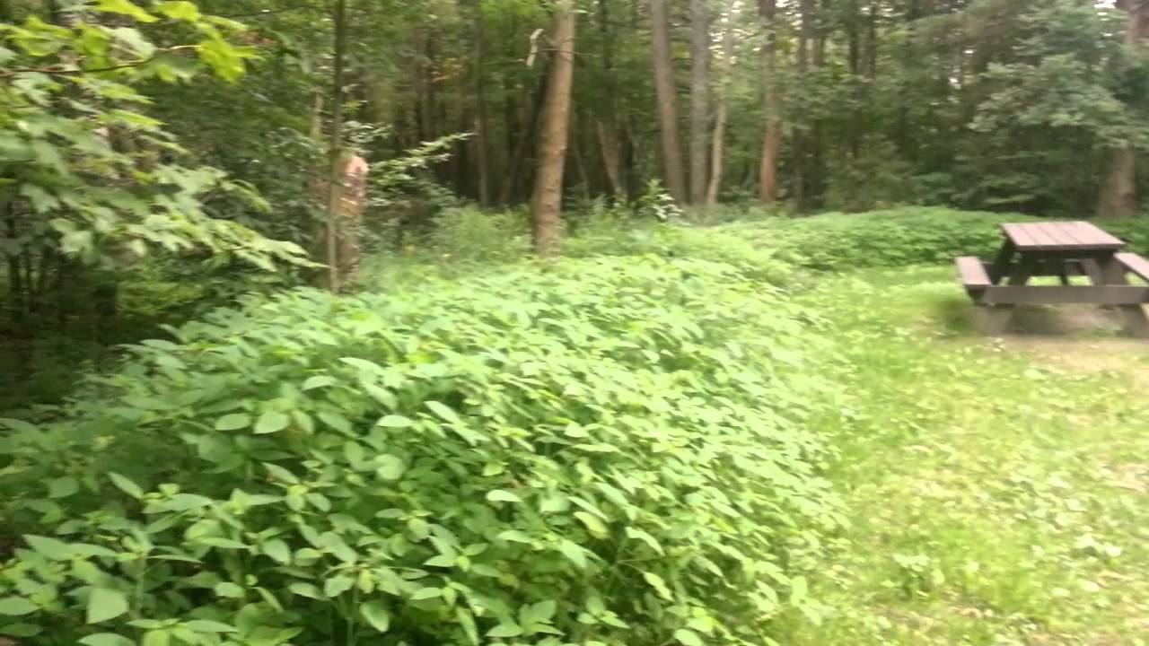 Mt. Greylock Campground - Mt. Greylock State Reservation, MA