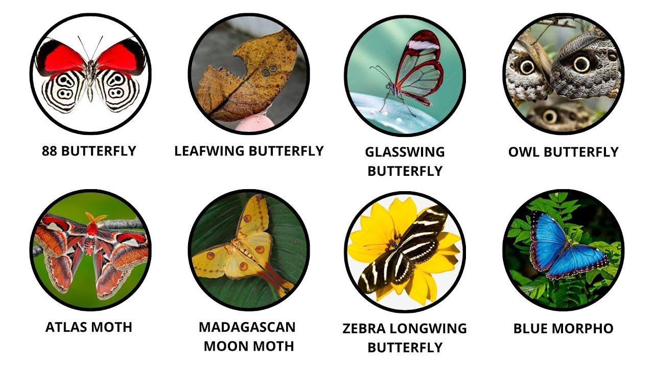 Every Mind-Blowing Butterfly Explained in 5 Minutes‼️