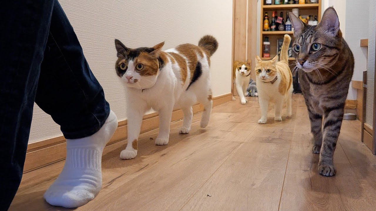 お腹の肉をタプタプと揺らしながら飼い主を追いかける猫たちが可愛すぎてやばいです。。。。