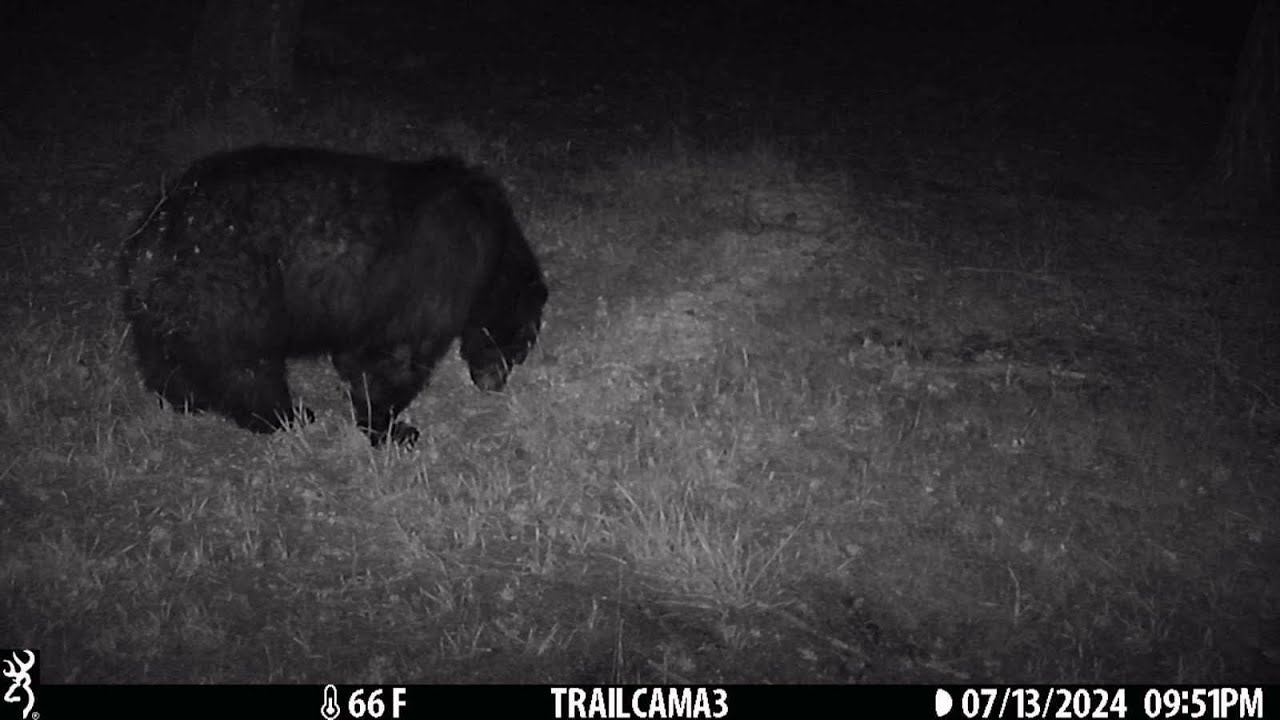 Game Camera - Cloudcroft, NM - 7/2024